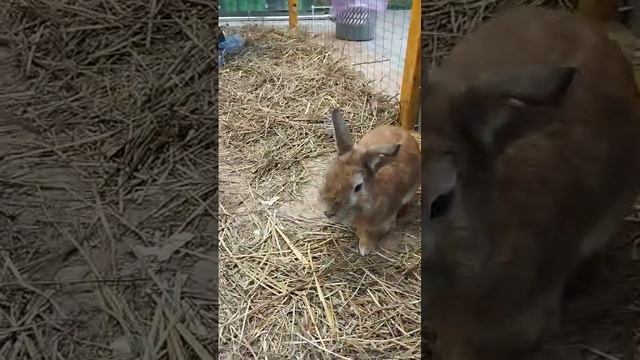 ВЕСЕЛЫЕ КРОЛИКИ!!!