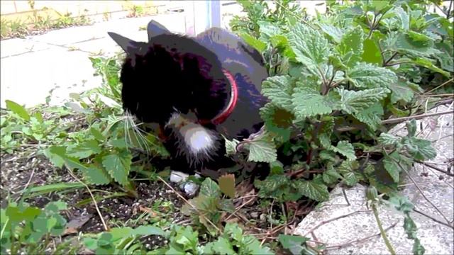 Cat Nip High HD
