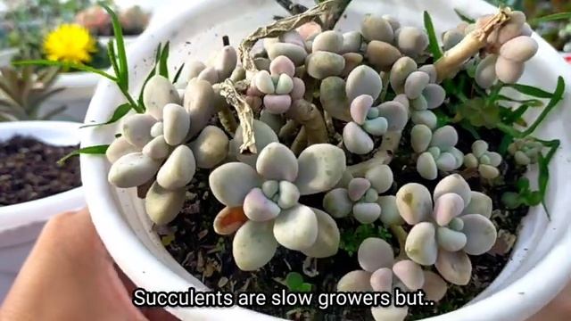 Why your Succulent is not growing and what to do? Bakit hindi na sila lumalaki? 다육식물 | Suculentas