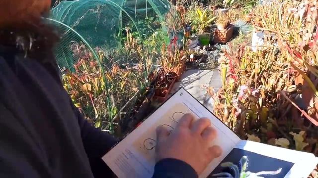 Come fa l'utricularia a catturare gli insetti?