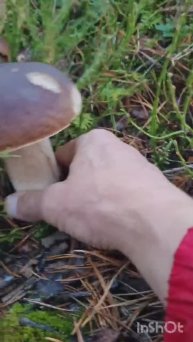 Красота ПРИРОДЫ 🔥 Белые грибы как с картинки, ГРИБНОЙ СЕЗОН ПРОДОЛЖАЕТСЯ ‼️ #shorts