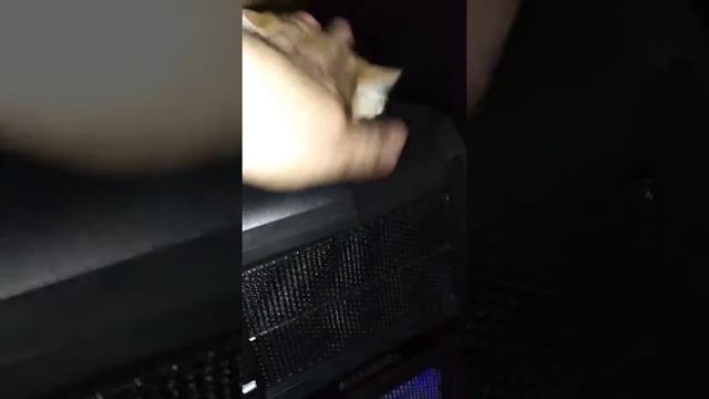 Ты че туда залез, очень наглый вредный котэ