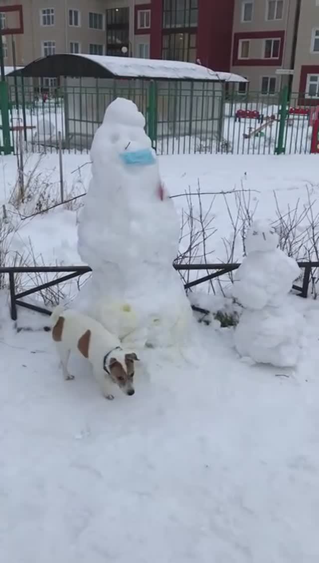 Как джек рассел терьер оПИСЫВАЕТ своё имущество 😂🐶💦⛄ ПереПИСЬ населения прошла успешно