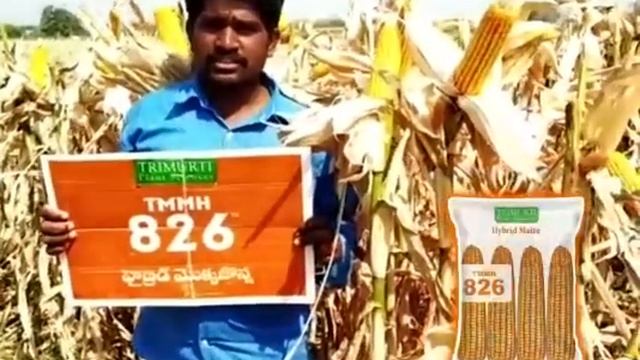 High-Yielding Hybrid Maize Variety - Trimurti  826