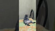 Кот дротит )) Дротист , ржу не могу