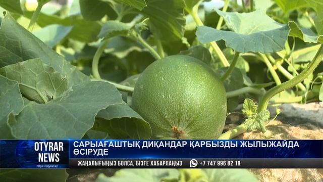 Сарыағаштық диқандар қарбызды жылыжайда өсіруде