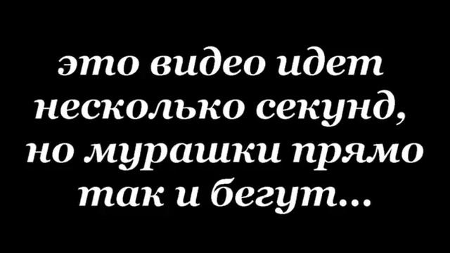 ОРЛО ВЫ