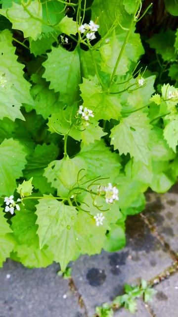Garlic Mustard