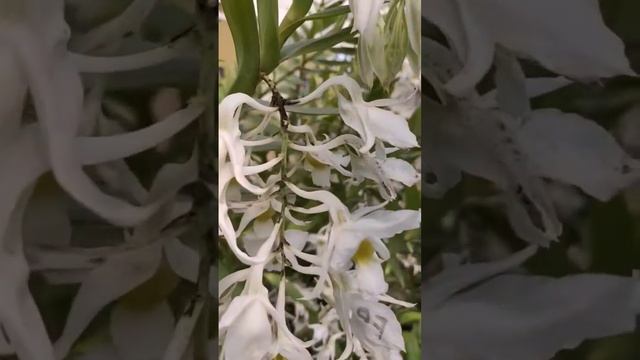 Dendrobium Dearei spesies rimbun