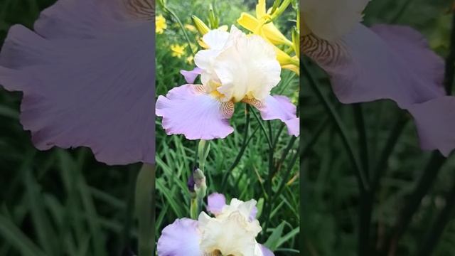 Нежный цветок ИРИС 🌈☀