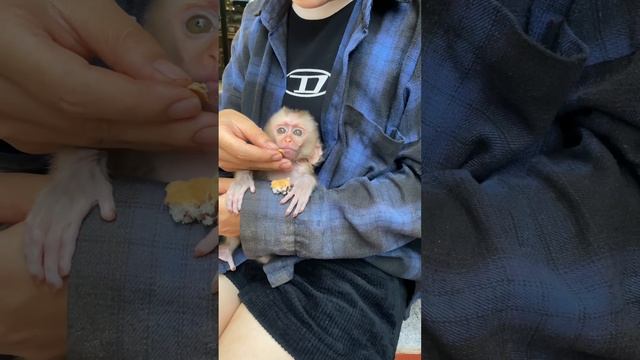 Poor baby monkey Puka ate bread for the first time