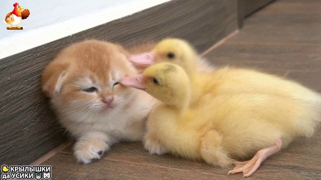 Утята и Цыплята - Кошки и котята - (150) Хвостики да Усики ❣️🐤