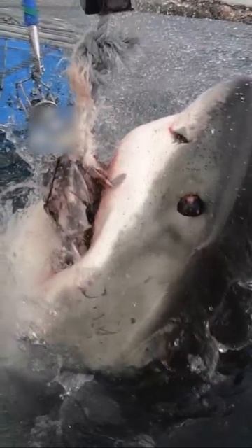 😱Белая акула в действии🦈