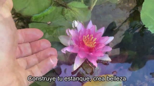 ❤️ Mi Estanque me regala momentos únicos, construye el tuyo,  crea belleza