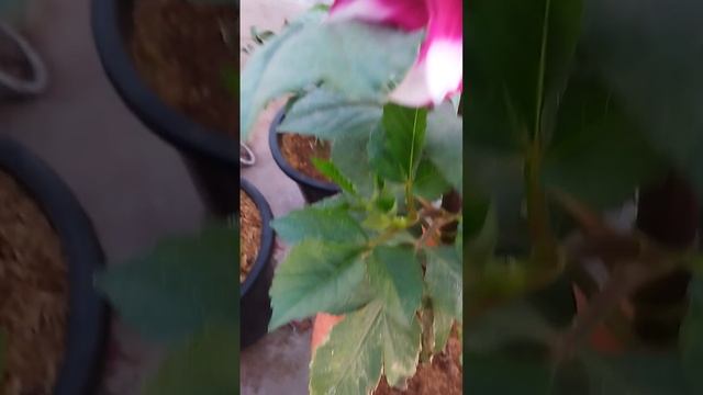 बसंत ऋतु की शुरुआत हो चुकी है मेरे बगीचे में #gardening #plants #flower #springflowers #blooming