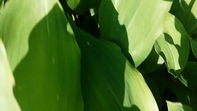 ландыши отцветают курочки жрать хотят я на видео для вас