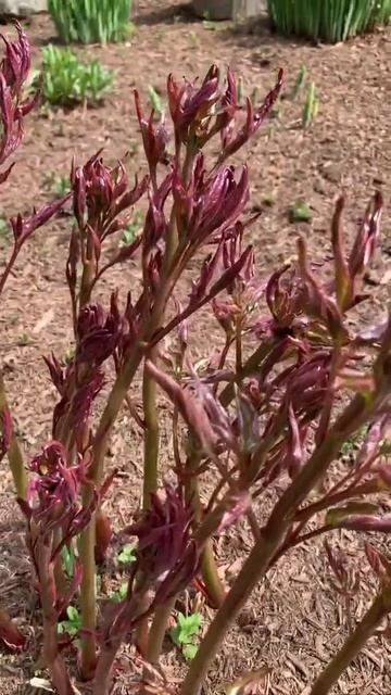 Guess what plant this is? #shorts