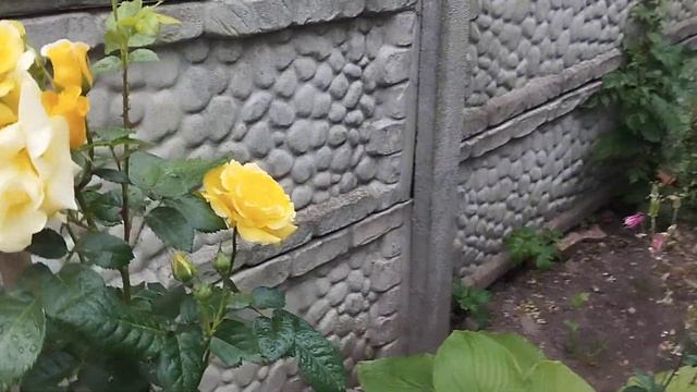 Як почувається садок в посуху та без яскравих барв. Зелений колір💪 Огляд плетистих троянд 🌹🍀🥀.