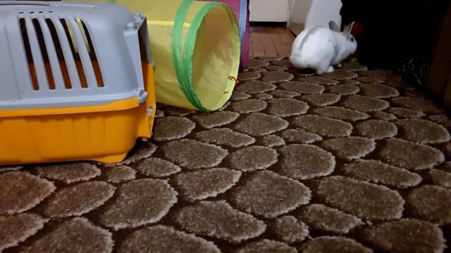 Кролик играет в игрушки