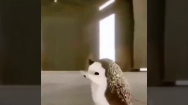 Ежик танцует