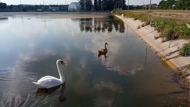 Гусь та лебідь шиплять. Дивитись зі звуком. Івано-Франківськ.