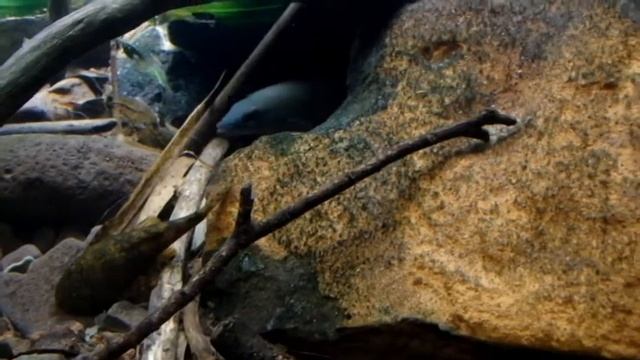 Fortaleza Creek, Uruguay River Basin, Misiones, Argentina, 153 L