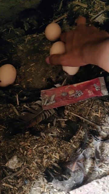 Found Many Eggs 😀 #egg #eggincubatorhatching #shorts