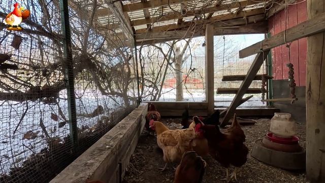 Куры несушки свободного выгула и их обычная куриная рутина – эпизод (40)