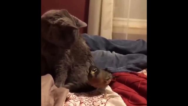 смешные коты ‼️ приколы с котами ‼️ с смешной озвучкой ‼️