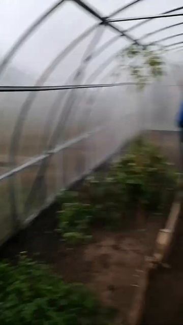 УРОЖАЙ СОБРАН / ПОМЫВКА ТЕПЛИЦЫ ИЗ ПОЛИКАРБОНАТА