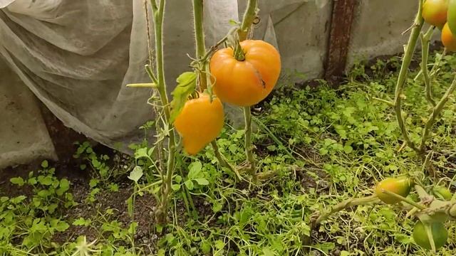 лето, теплица, томаты #дача #огород #томаты