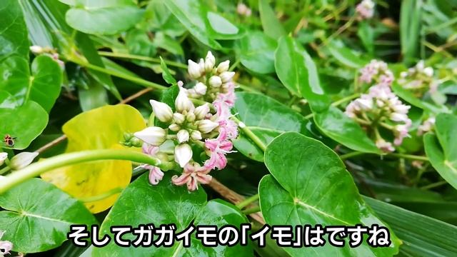 【自然vlog105】植物紹介/ガガイモ（鏡芋）/Metaplexis japonica/ケセランパサラン