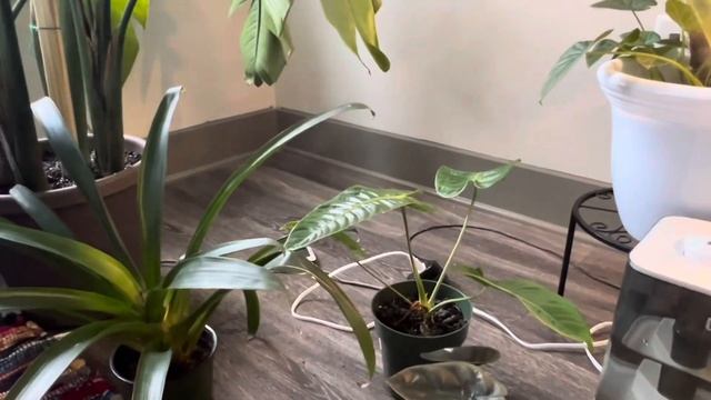 My First Houseplant Tour!