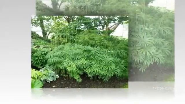 Syneilesis - garden plants