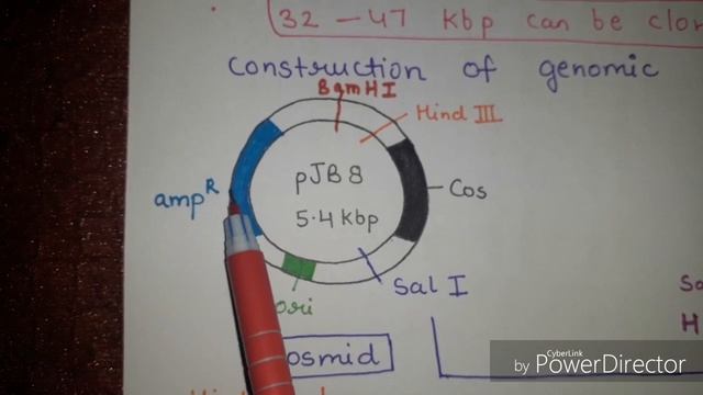 Cosmid vector   ( in hindi and english ) | For B.Sc. and M.Sc. | By Jyoti Verma