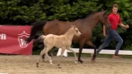 105 Graziana Stute v. Hesselteichs Golden Dream - Lucky Strike