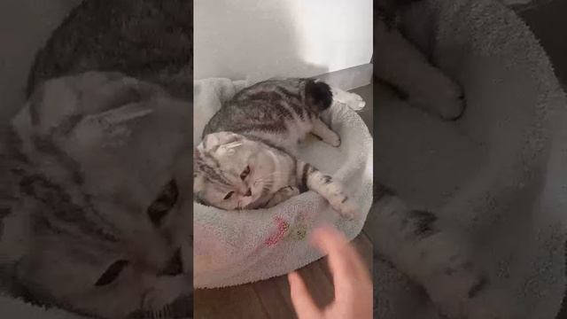 кот