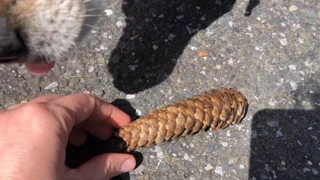 Neighborhood Nature Walk  -  Episode 1