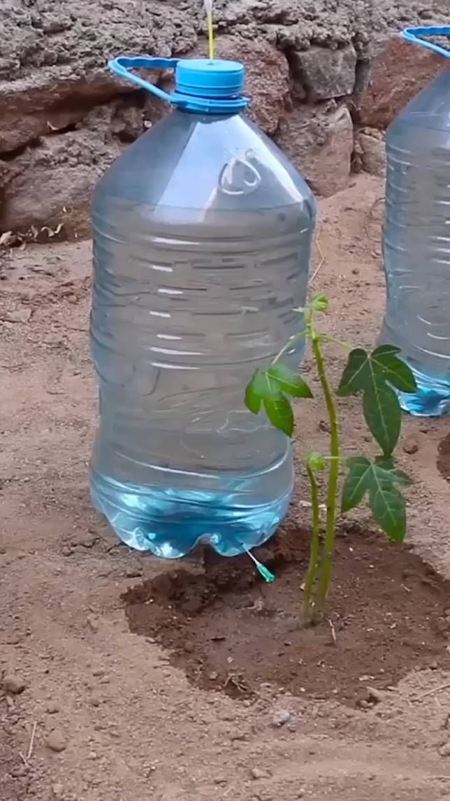 💦Как сделать самодельную систему капельного орошения из бутылок! #shorts #garden #советы