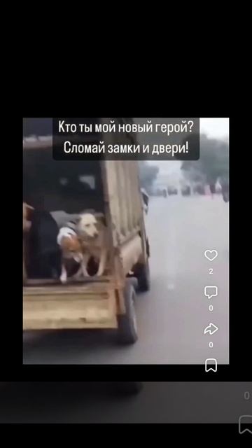 Девчонка догнала автомобиль на котором везли собак и освободила их