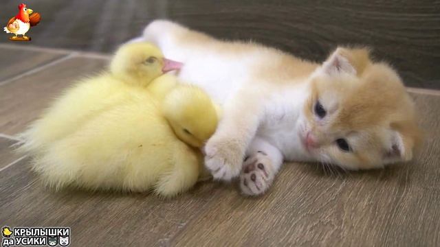 Утята и Цыплята - Кошки и котята - (147) Хвостики да Усики ❣️🐤