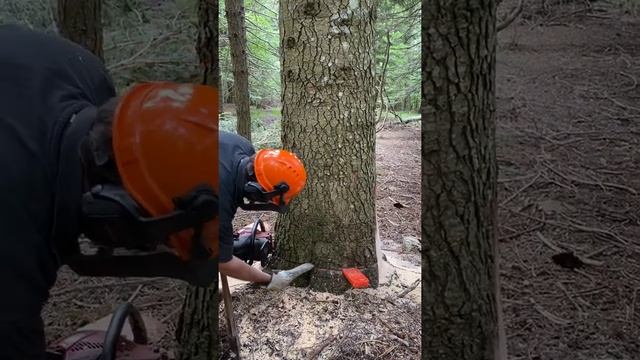 Corso operatori forestali- P.sso del Tomarlo (PR) 15 giugno 2021