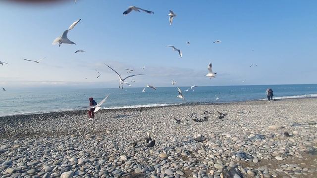 Привет, привет из Сочи. Море, солнце и птицы.