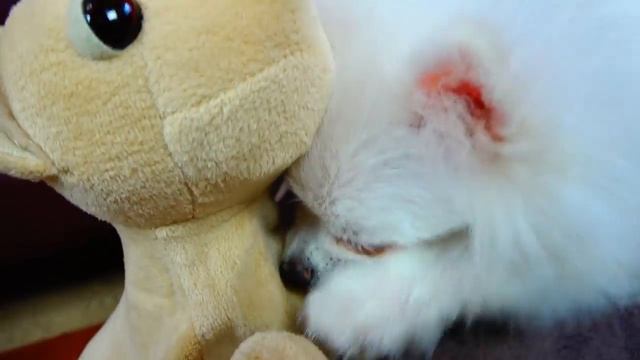 Няшный песик Малыш играет с другом. Примеряем одёжки от ЧиЧиЛав. Видео для детей
