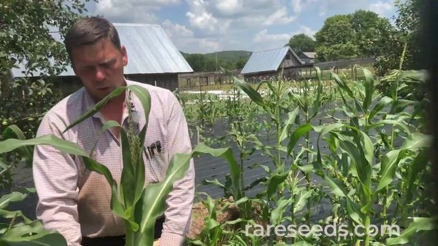 How To Hand Pollinate Corn