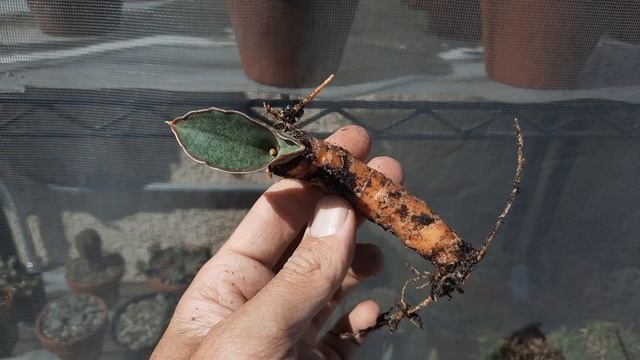 Sansevieria hallii