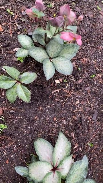 Plant Review: Hellebore ‘Dorothy’s Dawn’