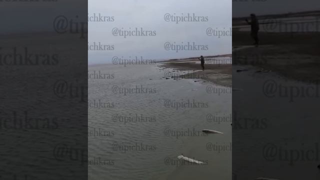 В Витязевском лимане под Анапой сегодня произошел массовый мор рыбы.