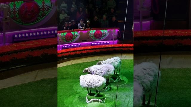 Ура,ура ! Я в цирк иду . Представление. Авторское видео .