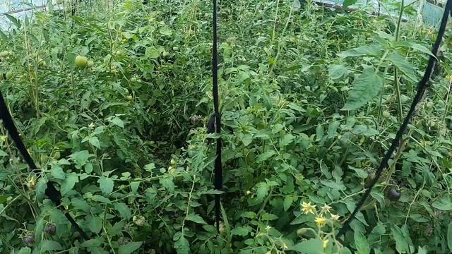 Осмотр и пасынковние томатов. Накрытый грунт. Inspection and stepsoning of tomatoes. Covered ground